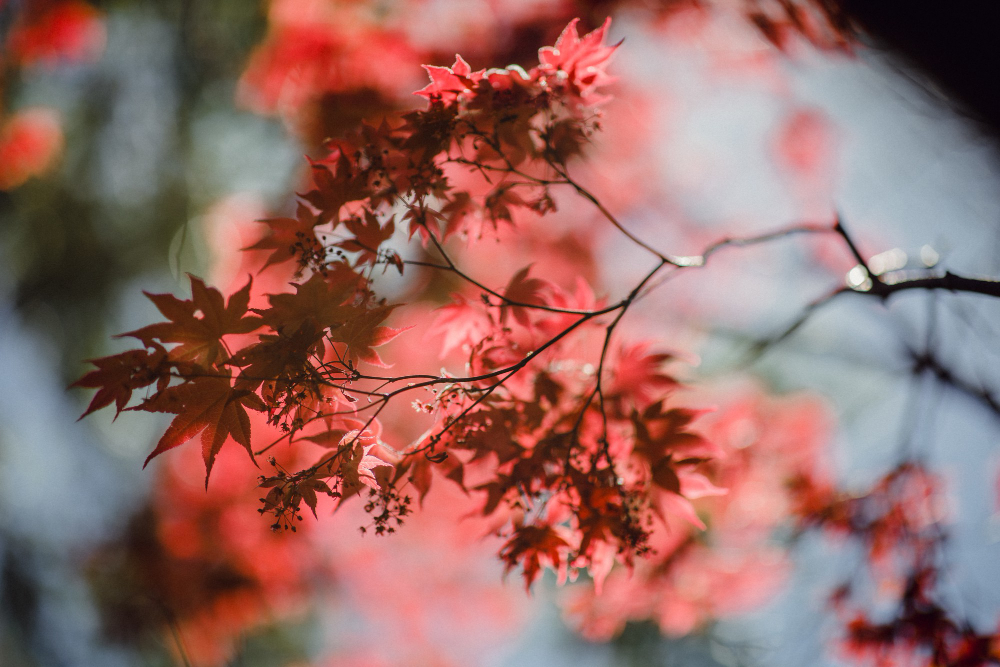 Calm nature scenery